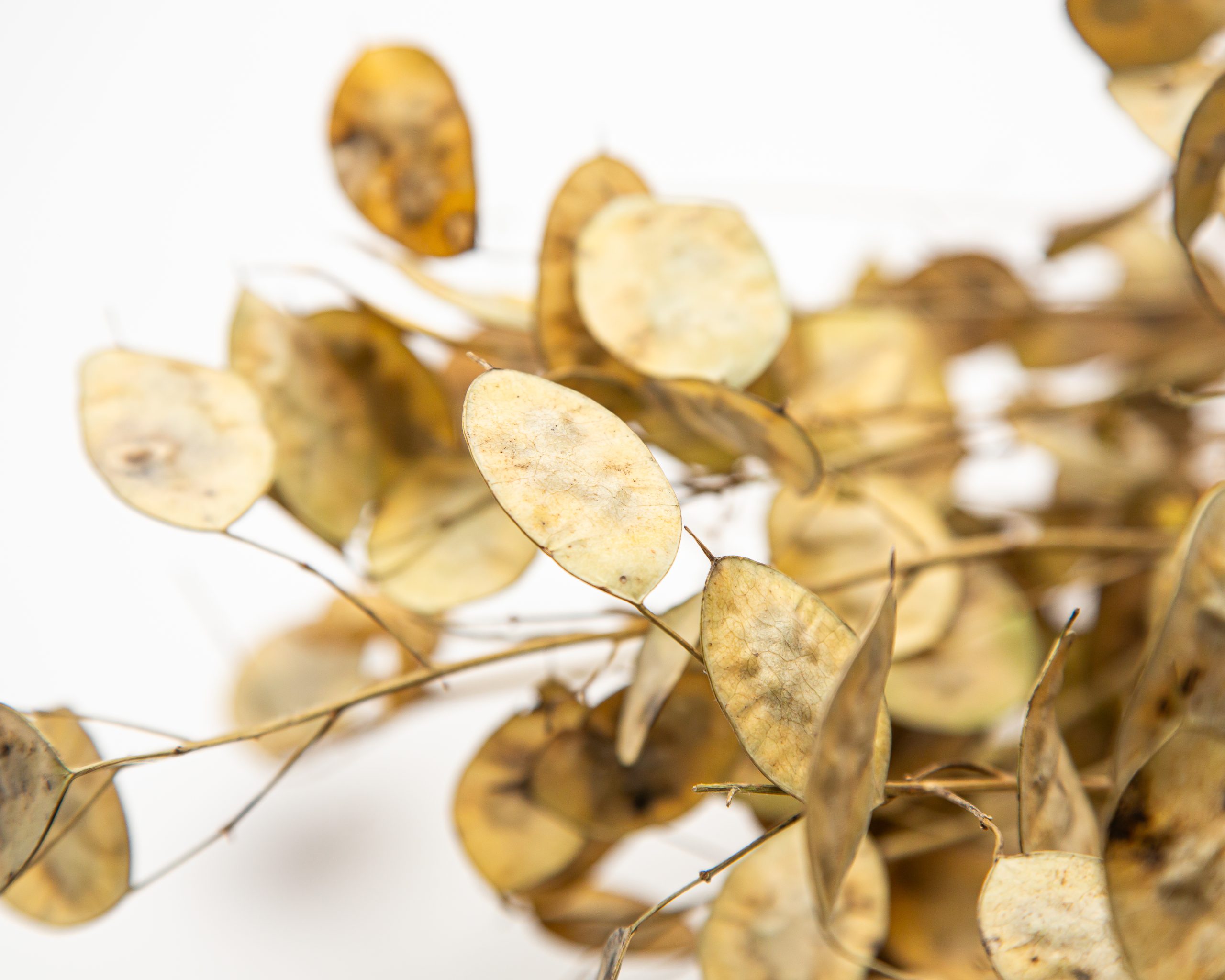 Lunaria (Silver Dollar) - Image 2