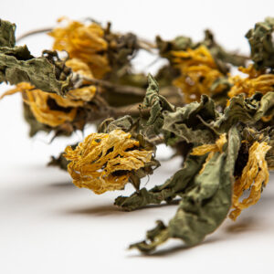 Helianthus Valentine