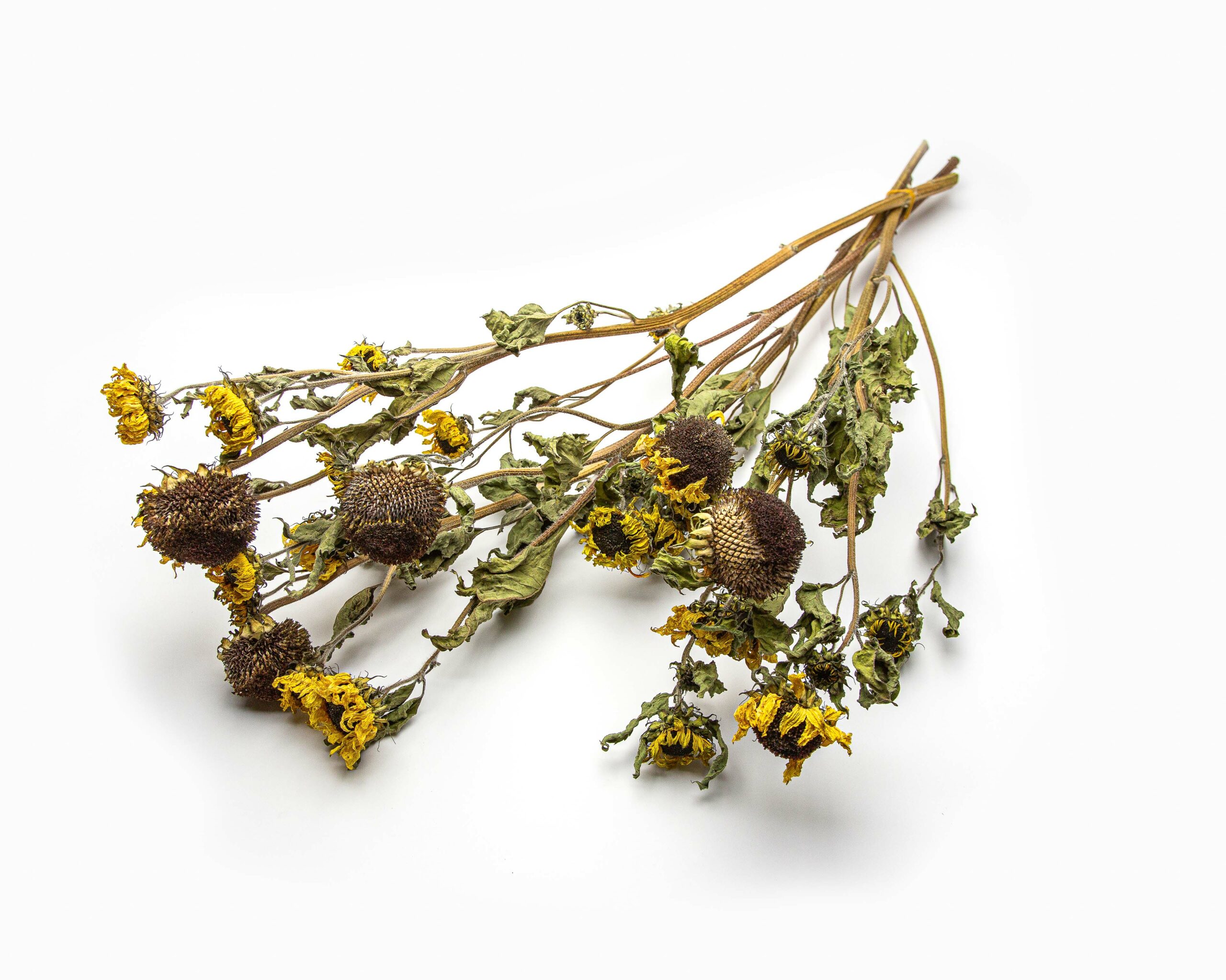 Helianthus Valentine (long stems) - Image 2