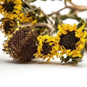 Helianthus Valentine (long stems)