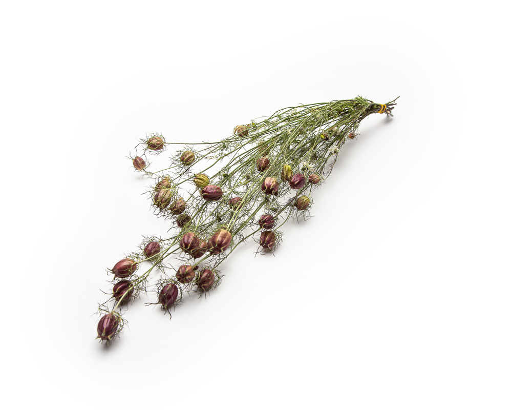 Nigella Black Pod - Image 2