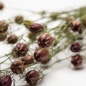 Nigella Black Pod