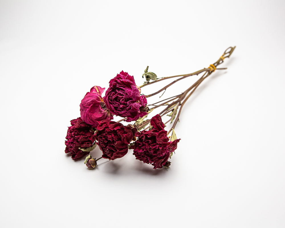 Peony - deep pink - Image 2