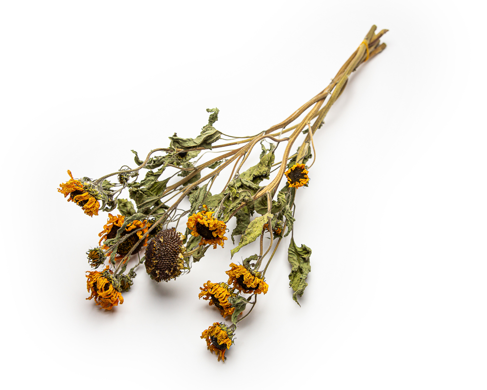 Helianthus Moonshine - Image 2