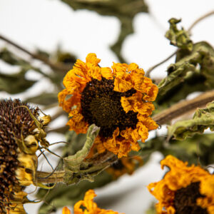 Helianthus Moonshine