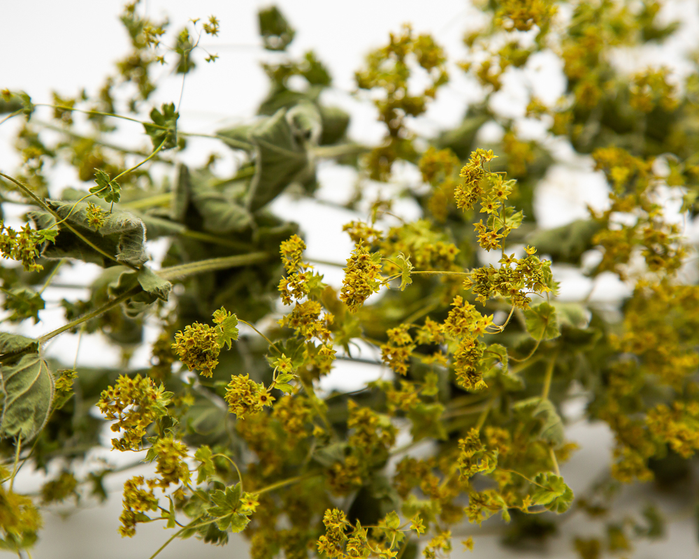 Alchemilla - Image 2