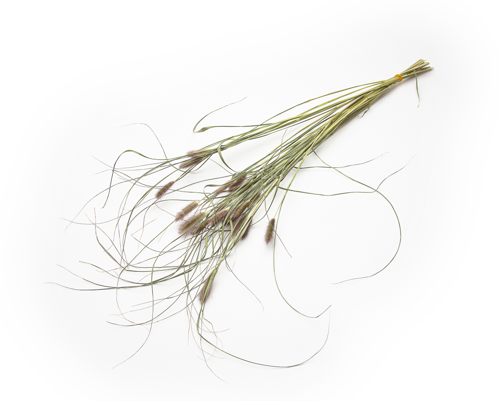 Pennisetum Red Buttons - Image 2