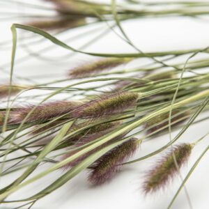 Pennisetum Red Buttons