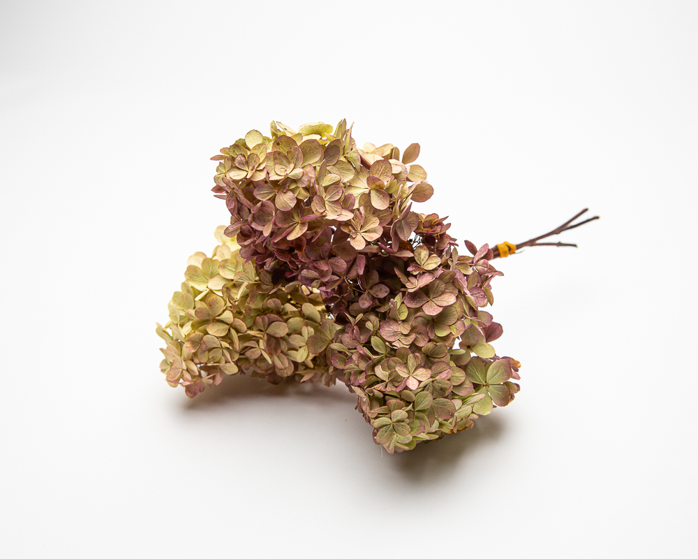 Hydrangea paniculata 'Magical Candle' - Image 2