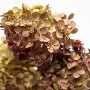 Hydrangea paniculata 'Magical Candle'