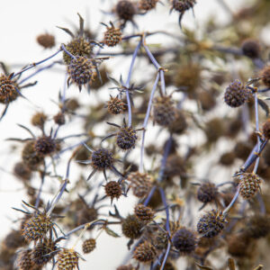 Eryngium Blue Cap