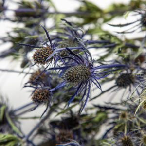 Eryngium Blue Lagoon