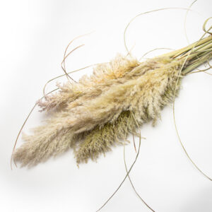 Pampas - silvery green