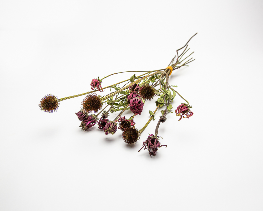 Echinacea Magnus Superior - Image 2