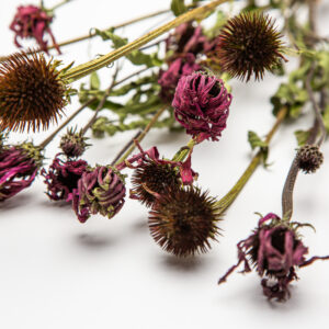 Echinacea Magnus Superior