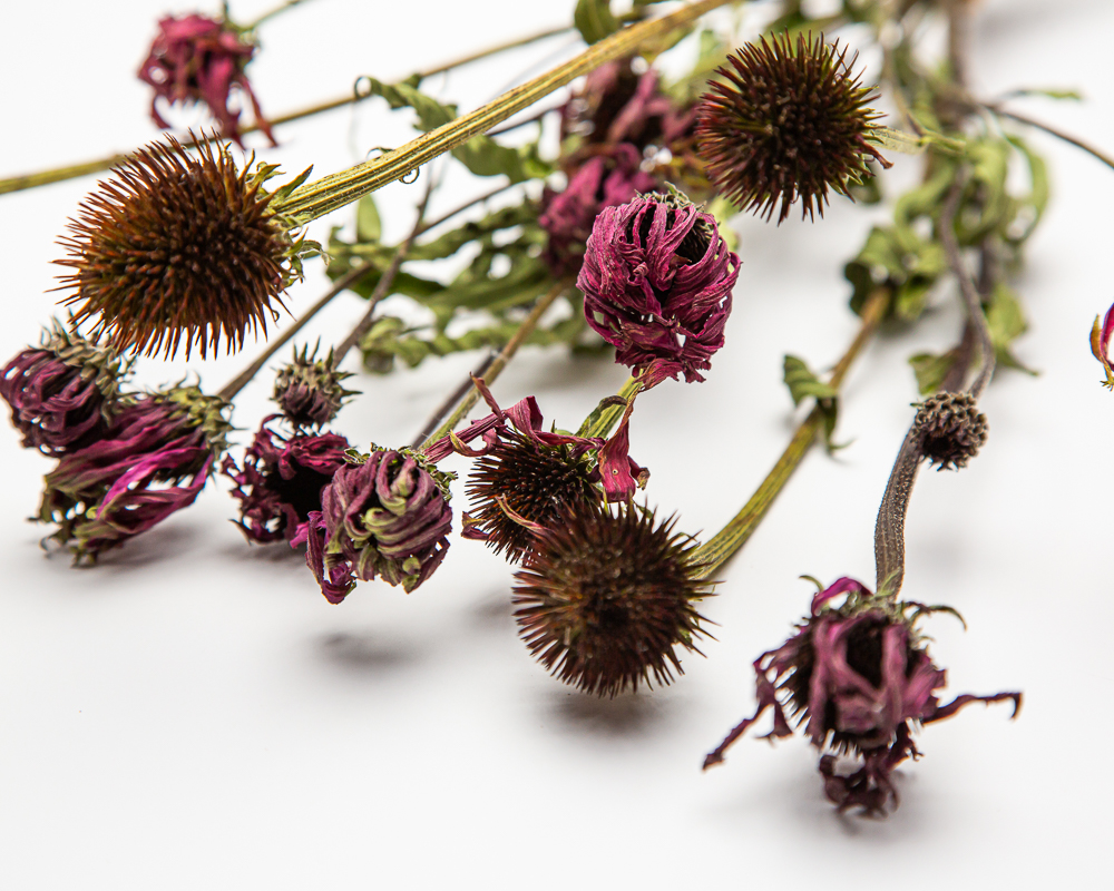 Echinacea Magnus Superior