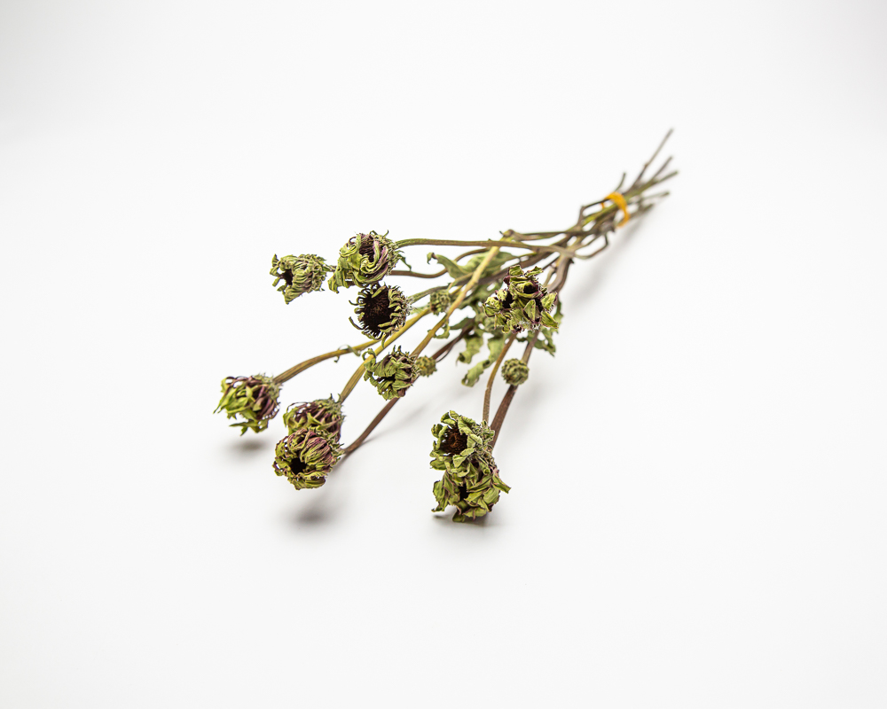 Echinacea Green Twister - Image 2