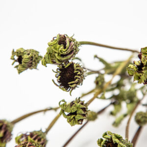 Echinacea Green Twister