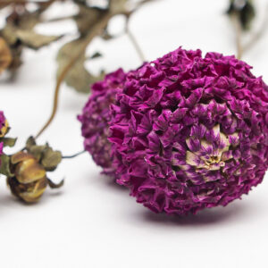 Dahlia Chimacum Davi