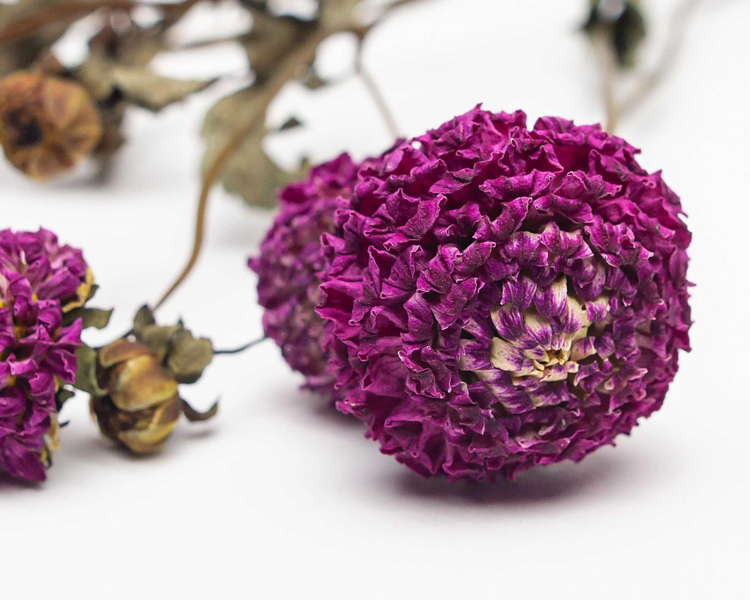 Dahlia Chimacum Davi