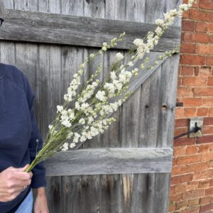 Larkspur Limelight White