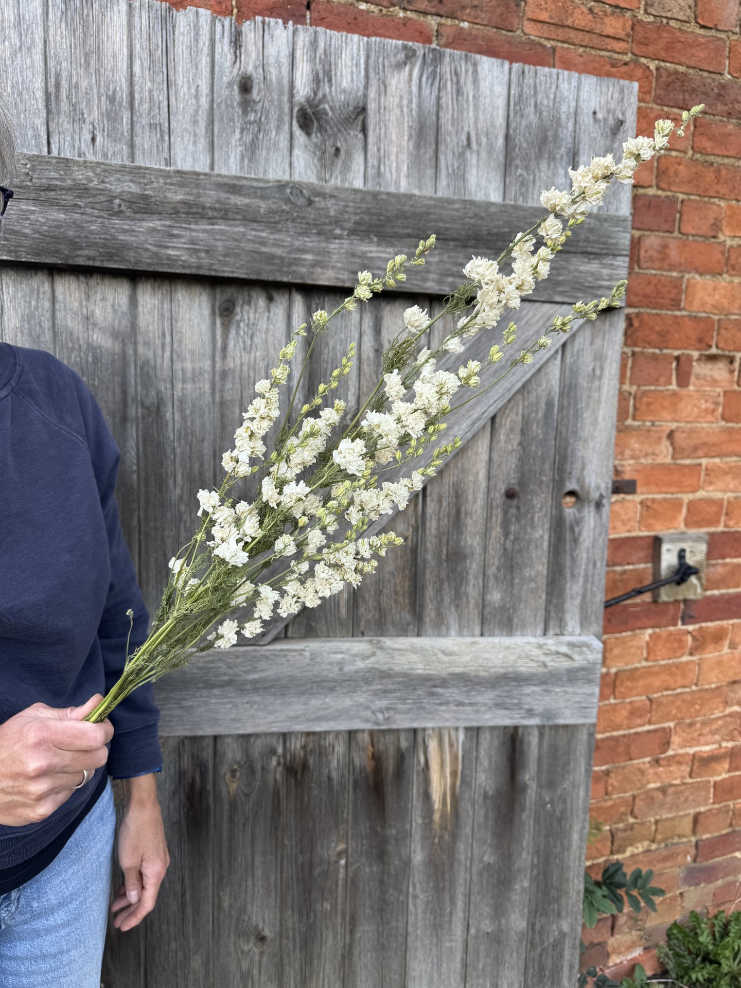 Larkspur Limelight White