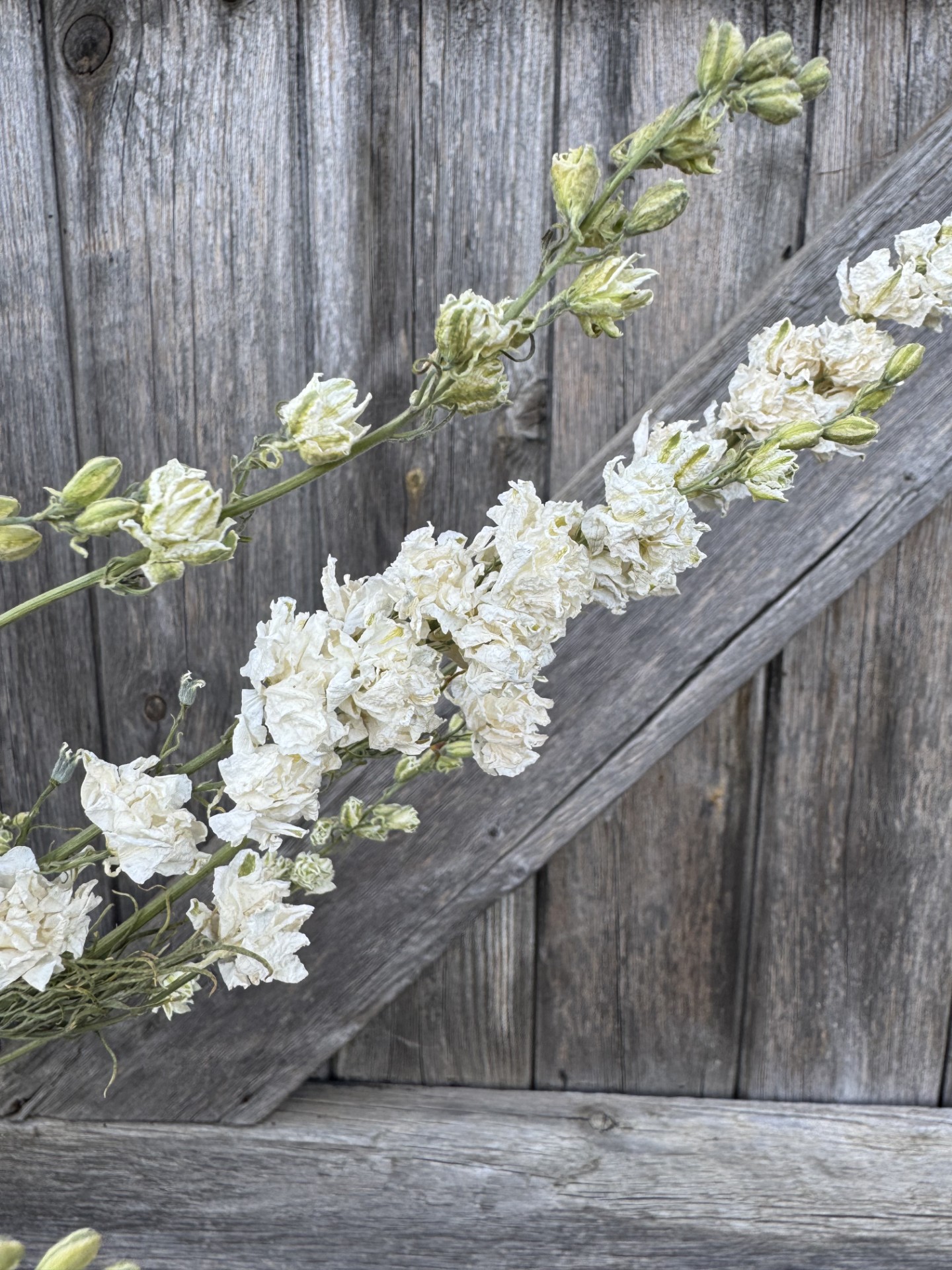 Larkspur Limelight White - Image 2