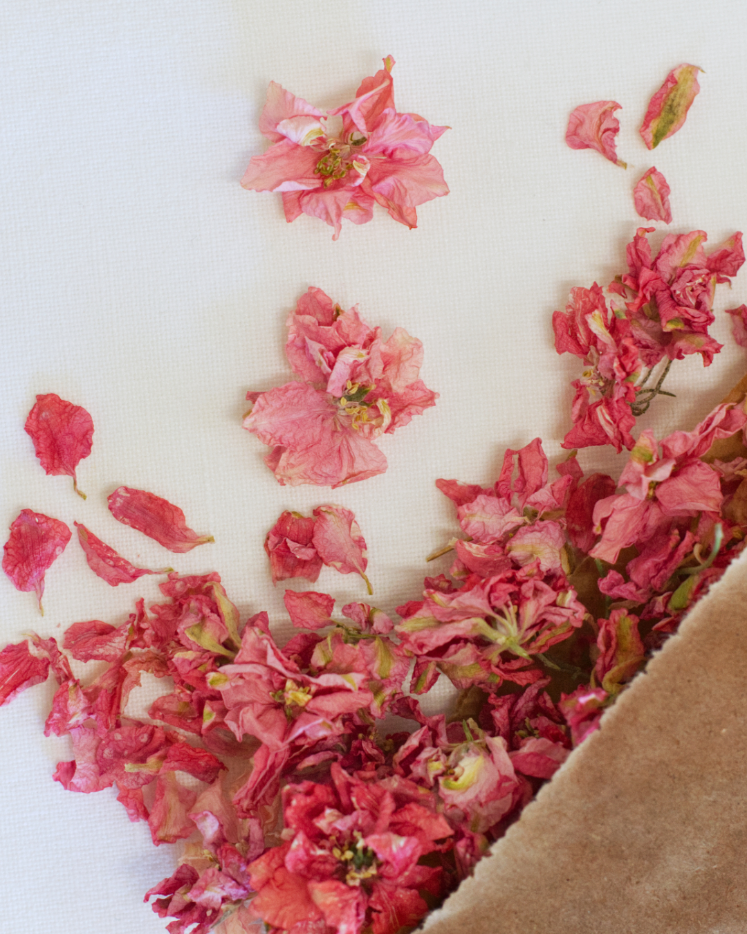 Larkspur Confetti - Pink - Image 2