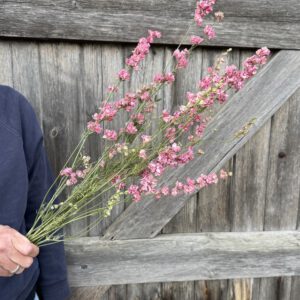 Larkspur Limelight Pink