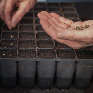 Grower's Workshop: Sowing Seeds
